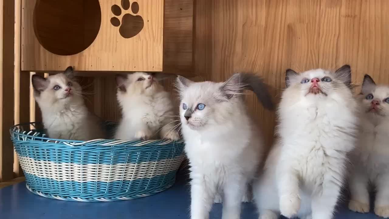 一群暖被窝的娃儿～_(找新家呀)_ 小奶猫成长记 布偶猫 家有萌宠 养猫