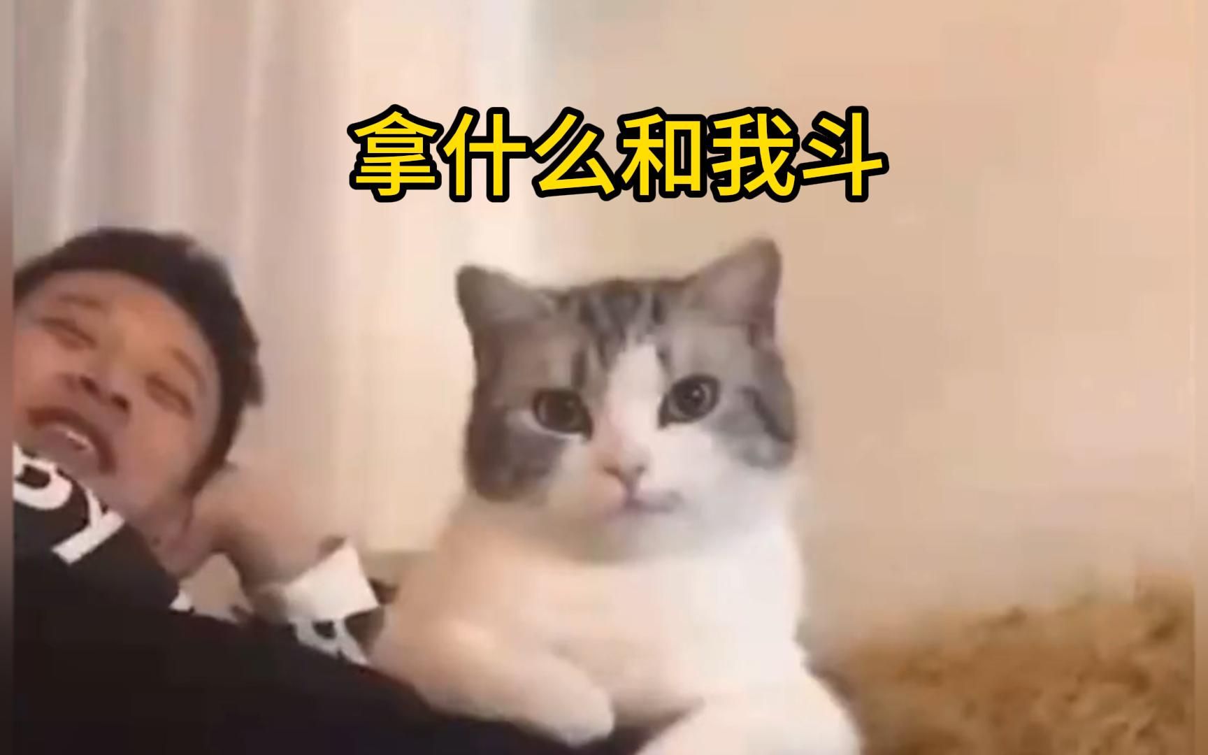 猫届新品种~绿茶猫哔哩哔哩bilibili