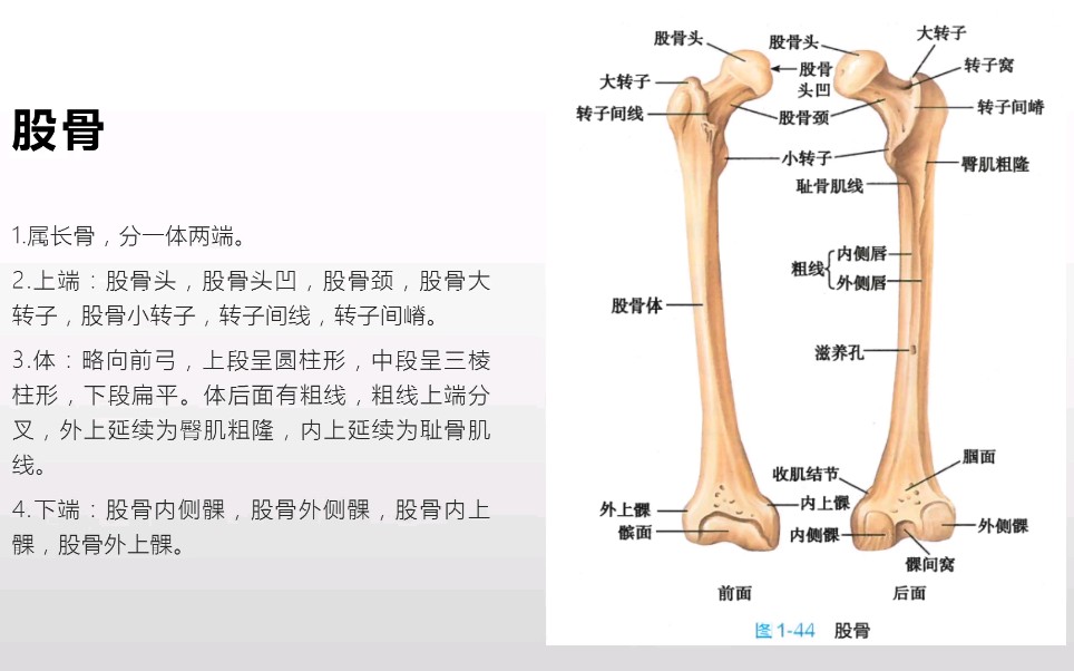 系统解剖学下肢骨之自由下肢骨1(重点知识的理解和记忆)哔哩哔哩bilibili