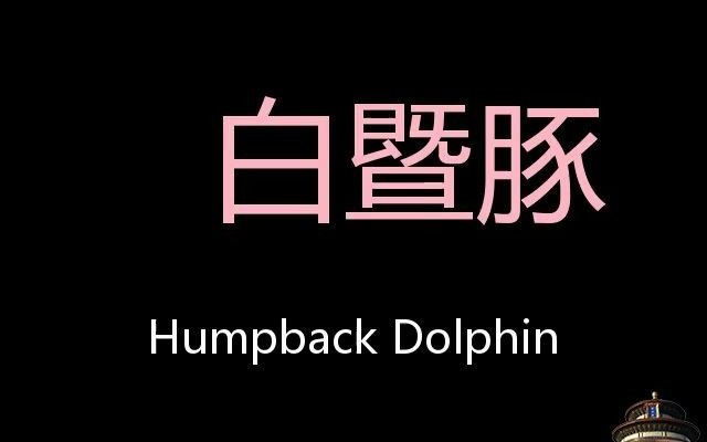 白暨豚 Chinese Pronunciation Humpback Dolphin哔哩哔哩bilibili