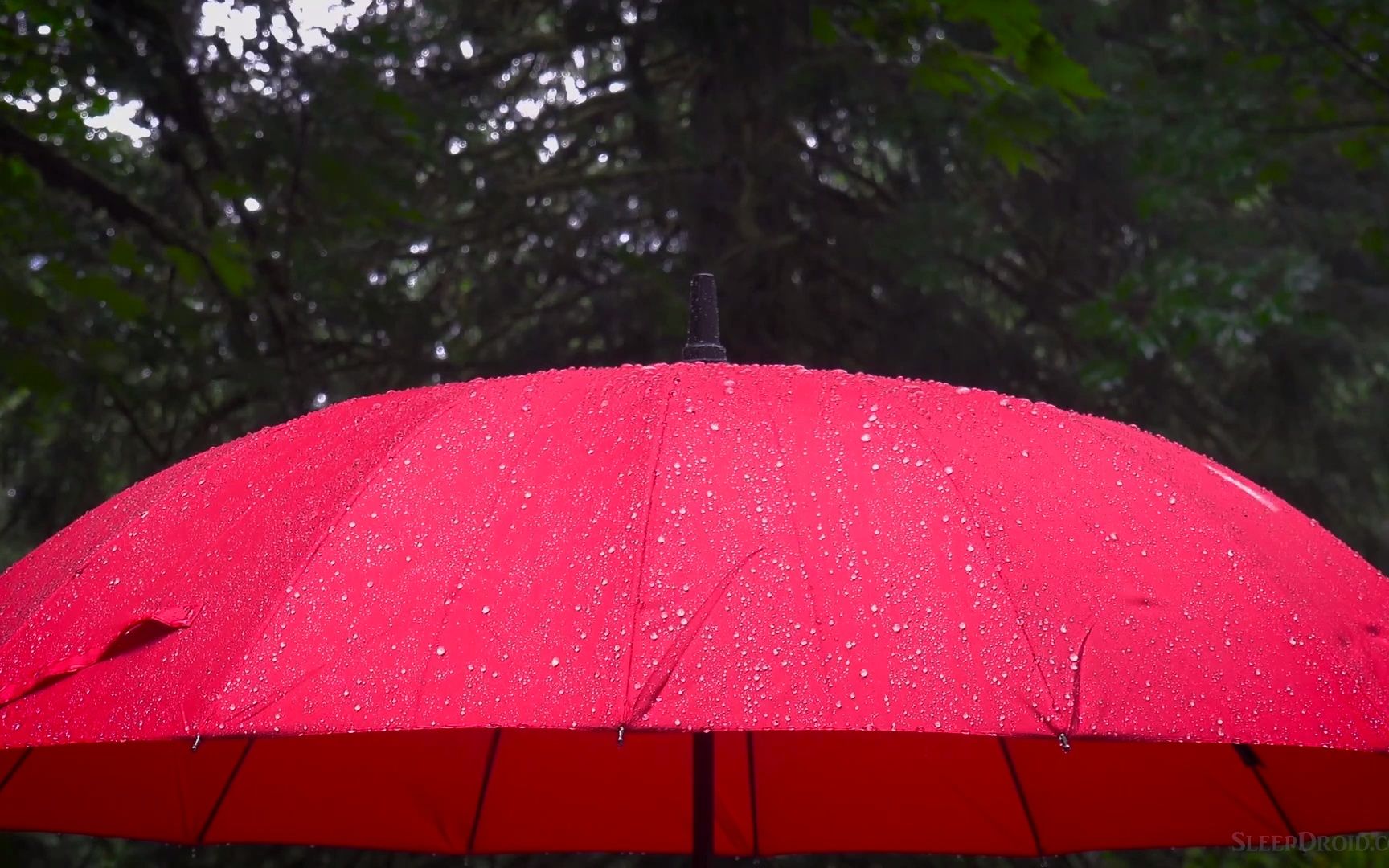 [图]【真实雨声】30分钟 | 雨落在伞上