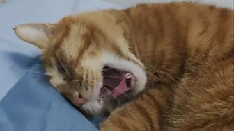小蜡笔突然就出来了