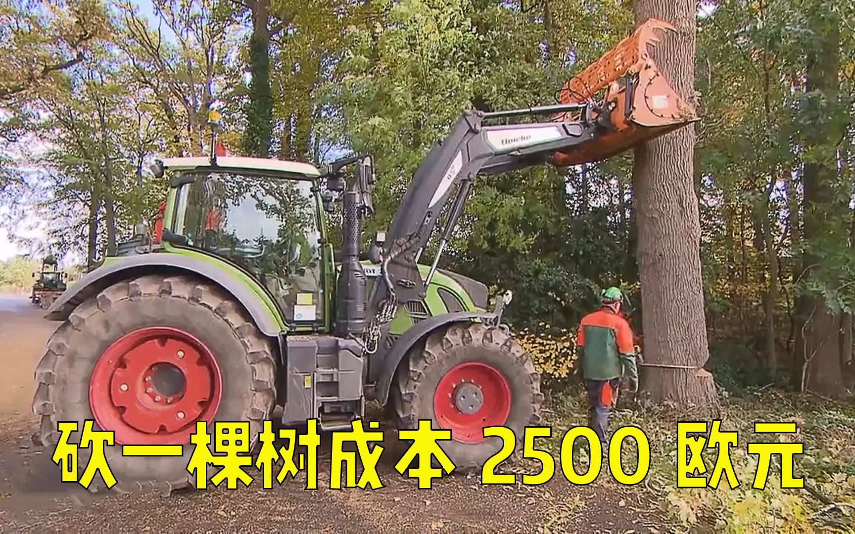 砍倒一棵200年树龄的橡树成本2500欧元,桌面板材一块200欧元!哔哩哔哩bilibili