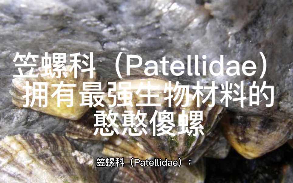 笠螺科(Patellidae):拥有最强生物材料的憨憨傻螺【睡前软体动物学62】哔哩哔哩bilibili