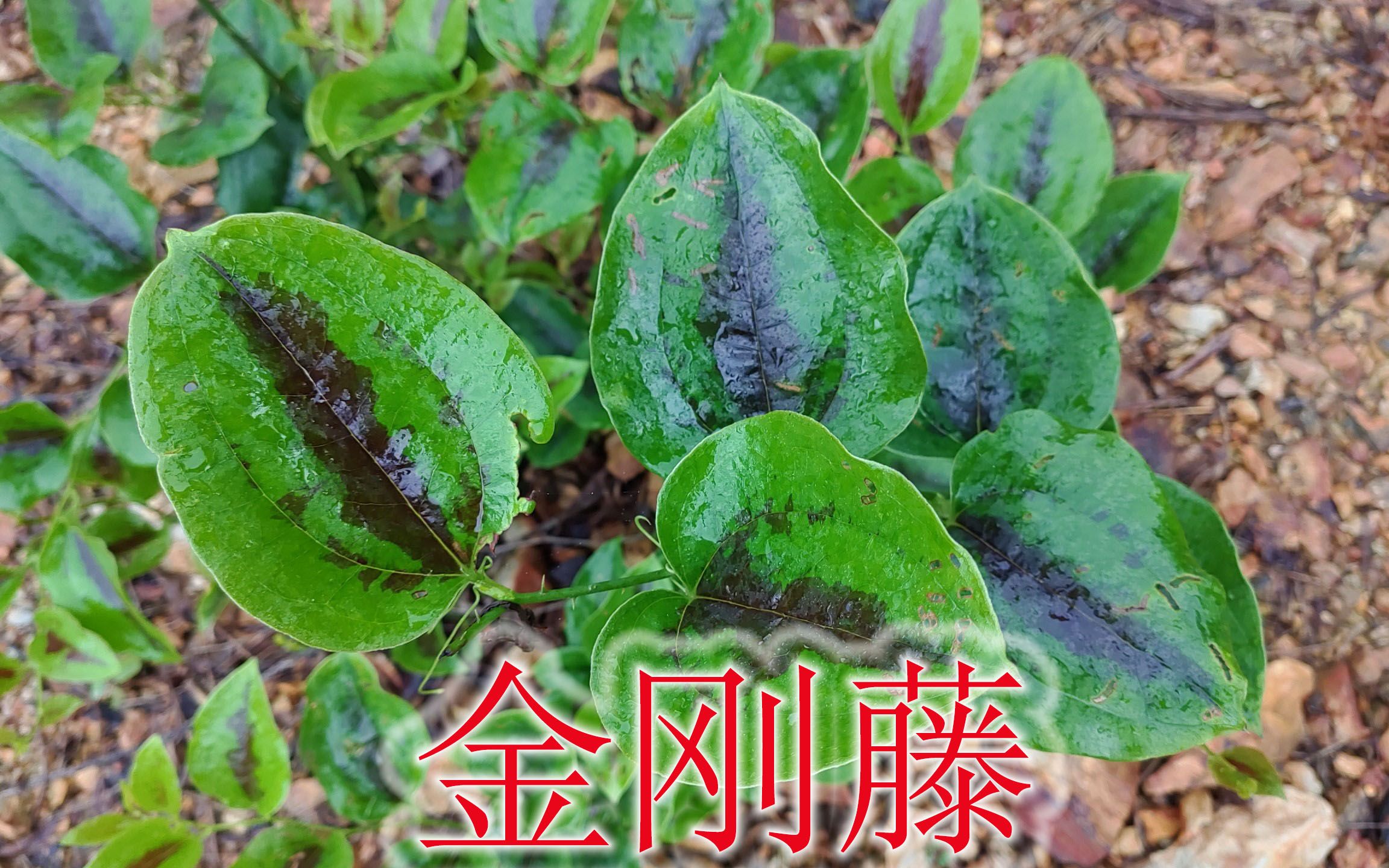 藥食同源植物