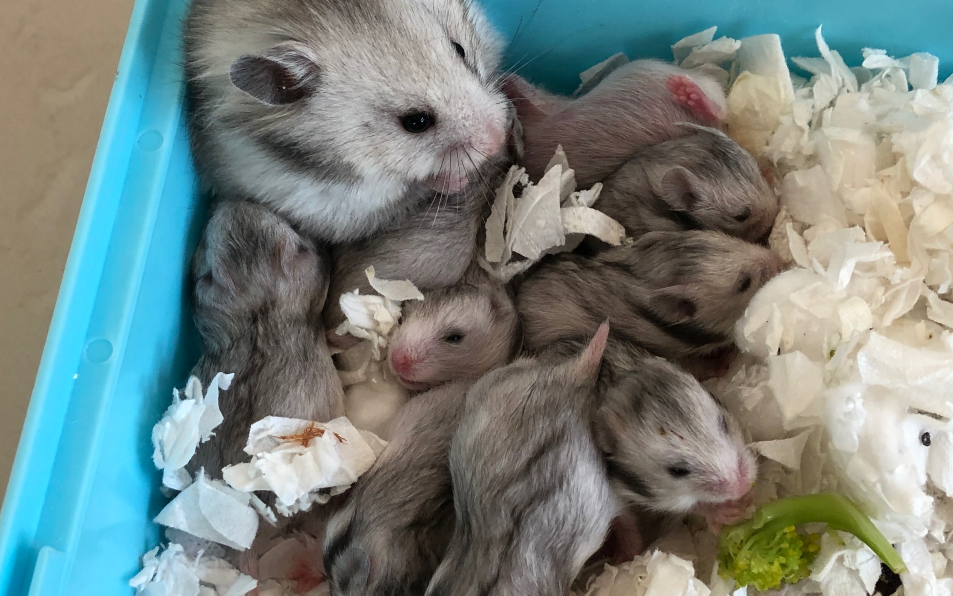 纯银金丝熊崽崽第十八天,随便录个今早喂食.