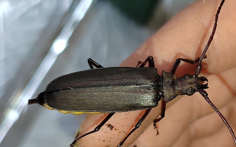 活动  中华裸角天牛完美羽化