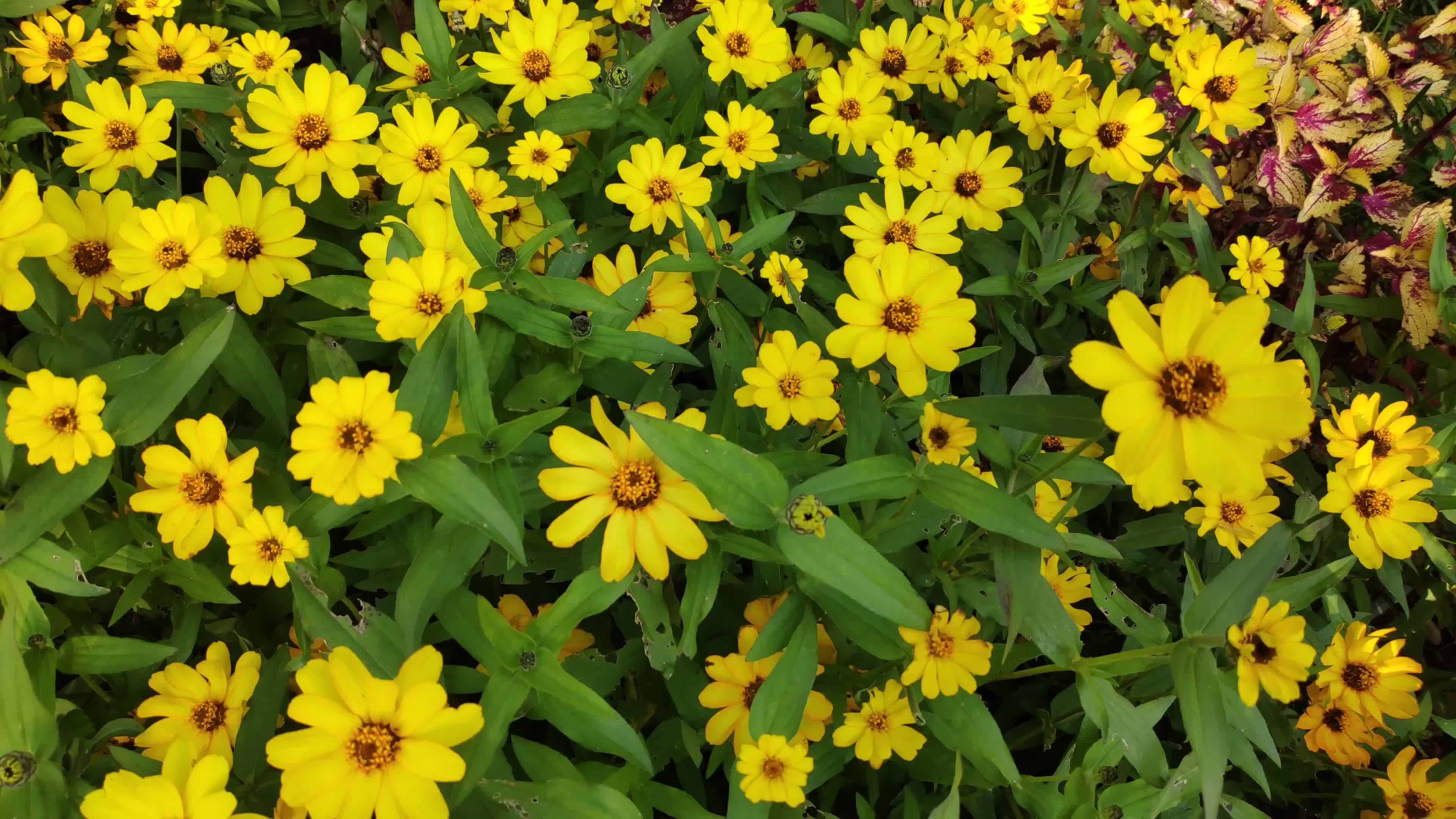 丰花百日草,清新嫩黄,百日花期.