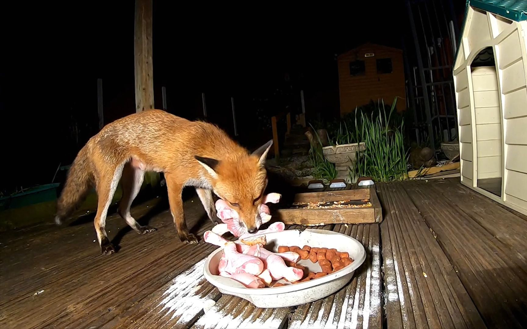 大胆狐狸闯进居民家偷吃鸡腿,嘴巴都塞不下了,还不愿离开!