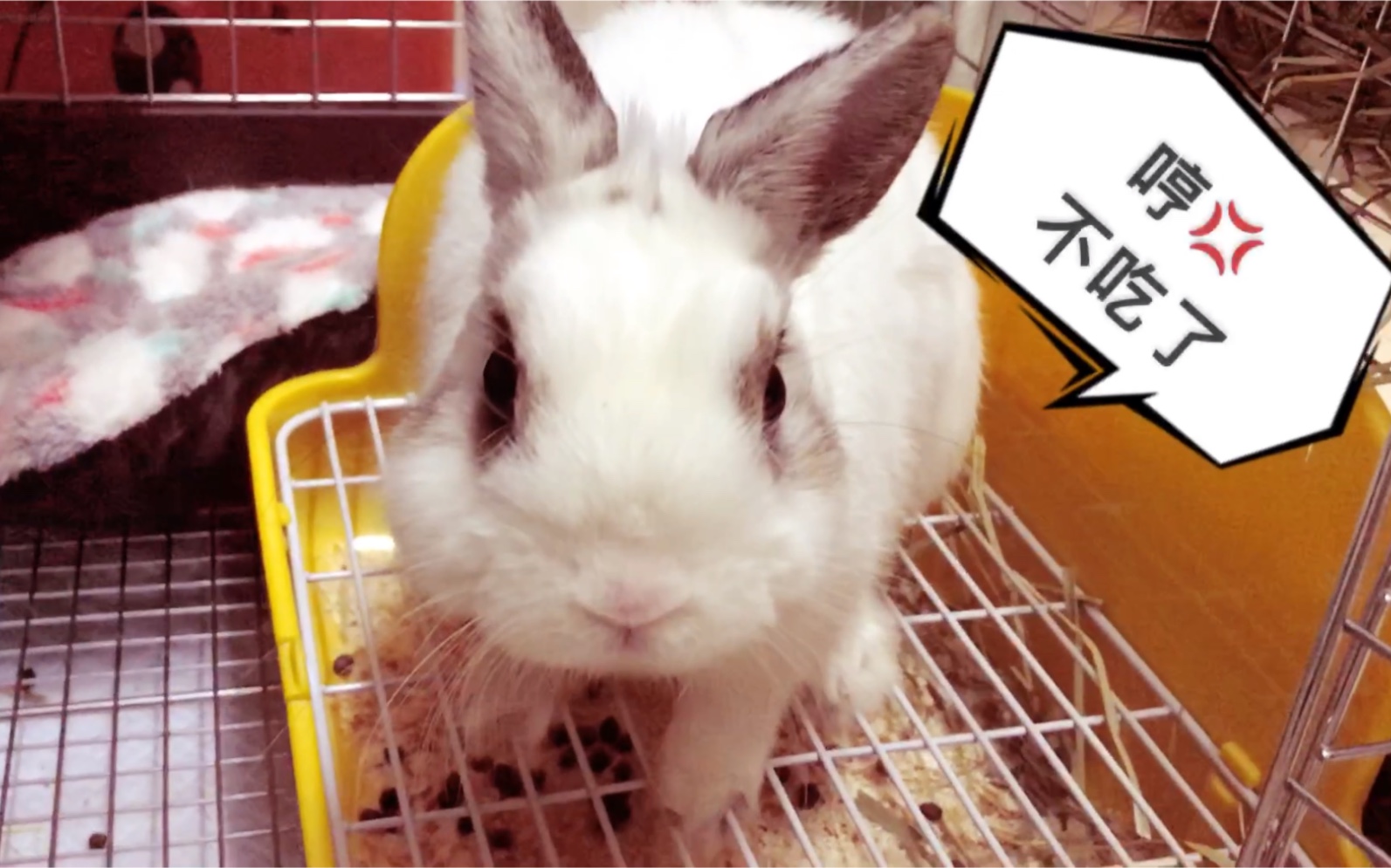 侏儒兔麻吉表面斯文麻吉在线兔兔拳暴躁吃提草