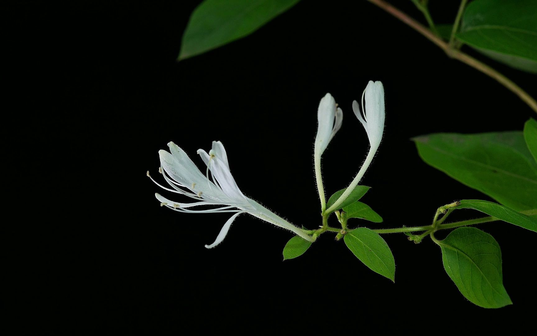 【原创】【延时摄影】每天来看一朵花开/忍冬/金银花哔哩哔哩bilibili