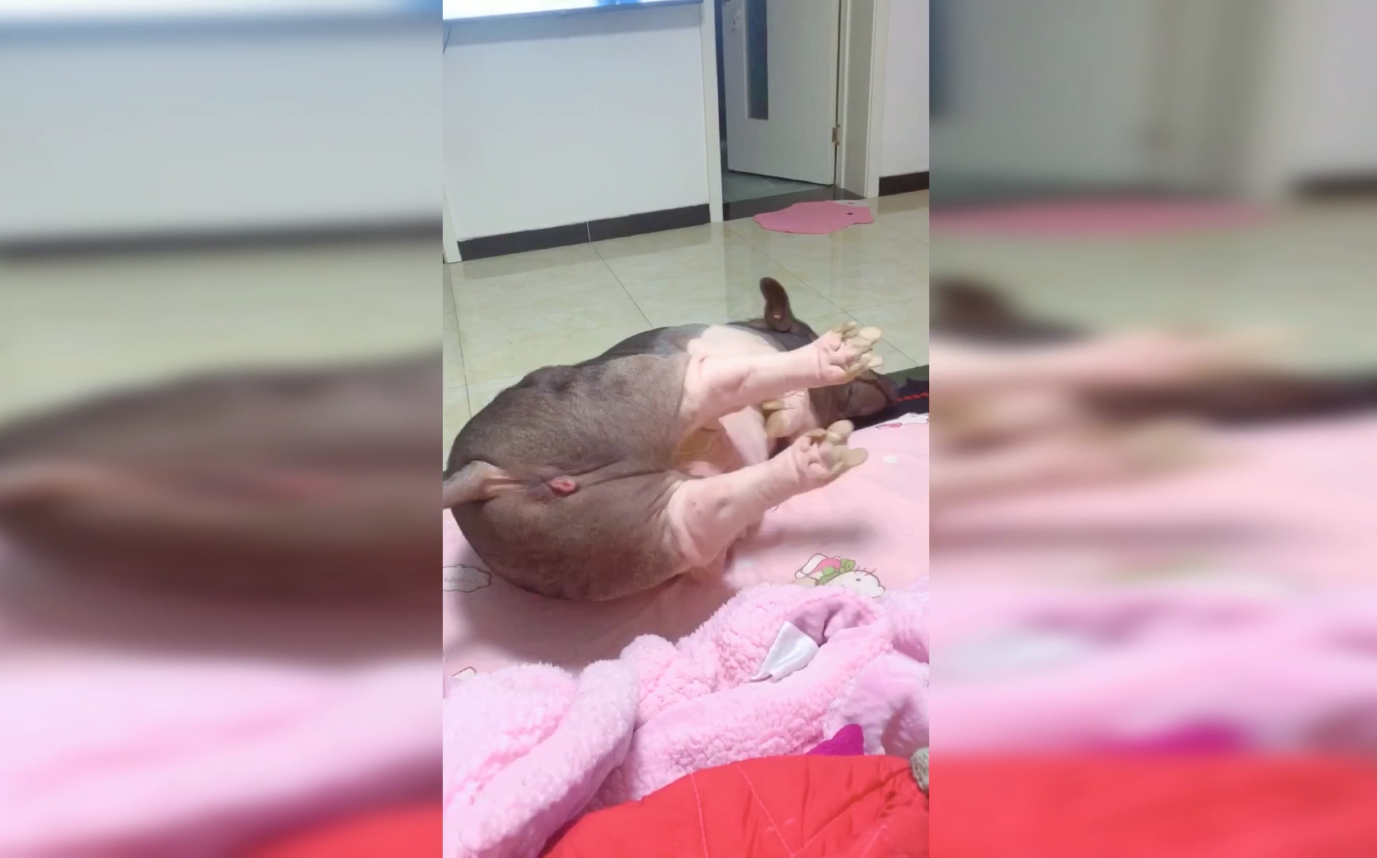 【宠物猪】四年了,五花还是没有学会翻身运动