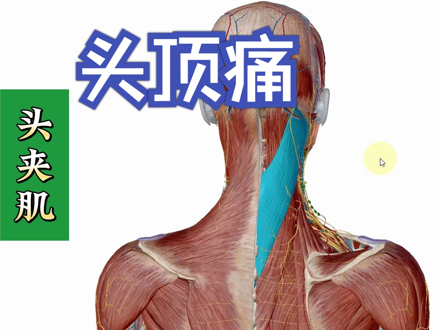 4個方面全方位講解——天下明醫平臺簡靈奇針