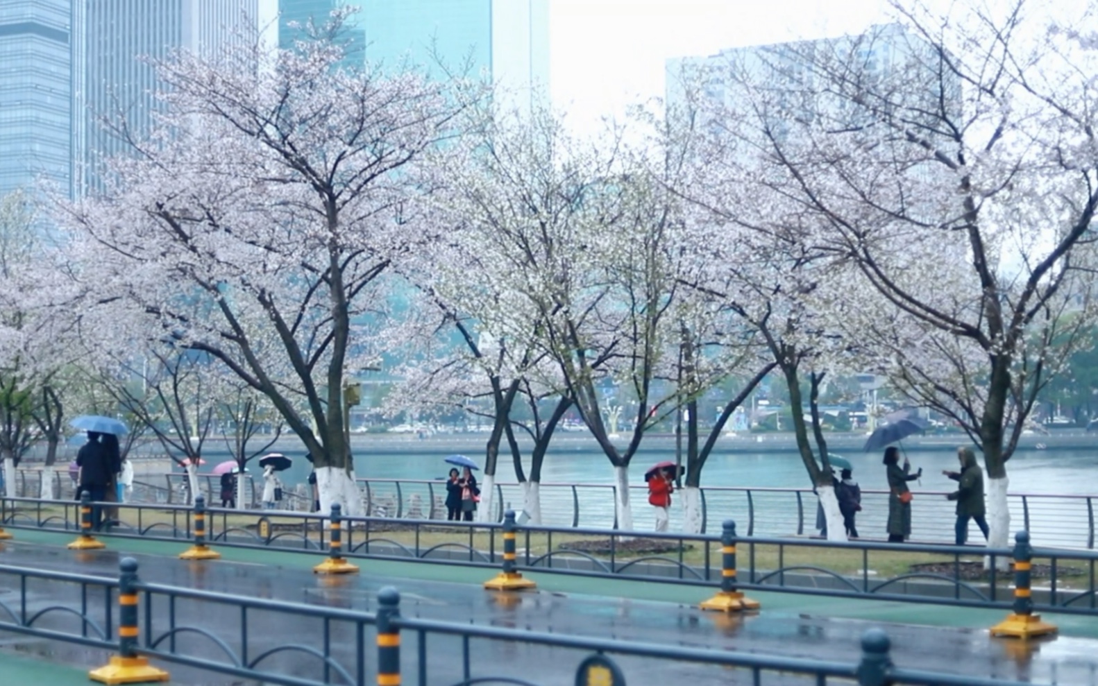 [图]武汉西北湖雨中樱花