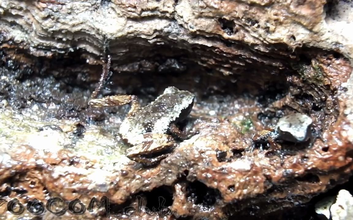 俄罗斯圣彼得堡列宁格勒两栖实验室的白斑棱皮树蛙鸟屎蛙饲养环境