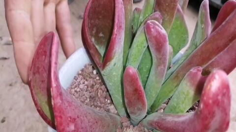 今年流行的多肉植物 就像九尾狐的尾巴一样 你见过吗 哔哩哔哩