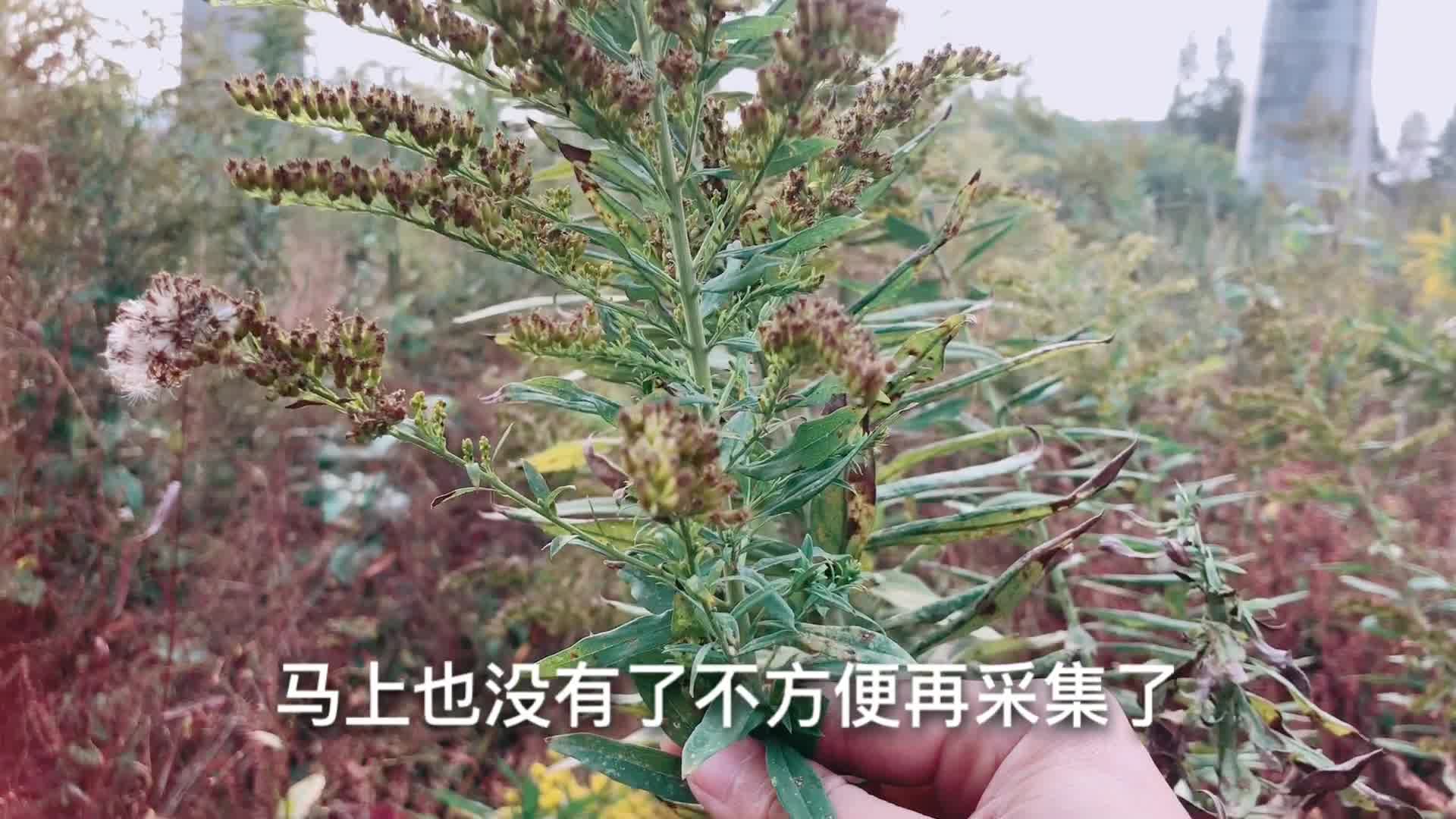 这种蜜蜂喜欢的粉蜜源植物花期长达一个多月,花期结束了采集种子哔哩哔哩bilibili