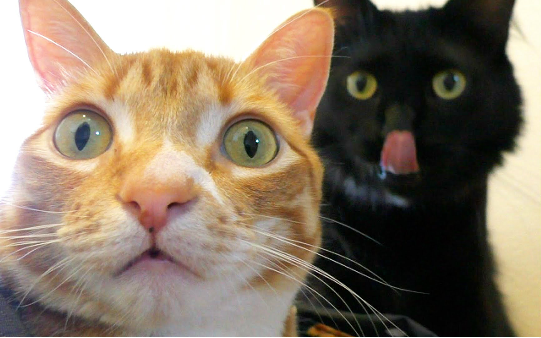 十个奇葩的猫咪逻辑 别跟家里猫咪讲道理@柚子木字幕组