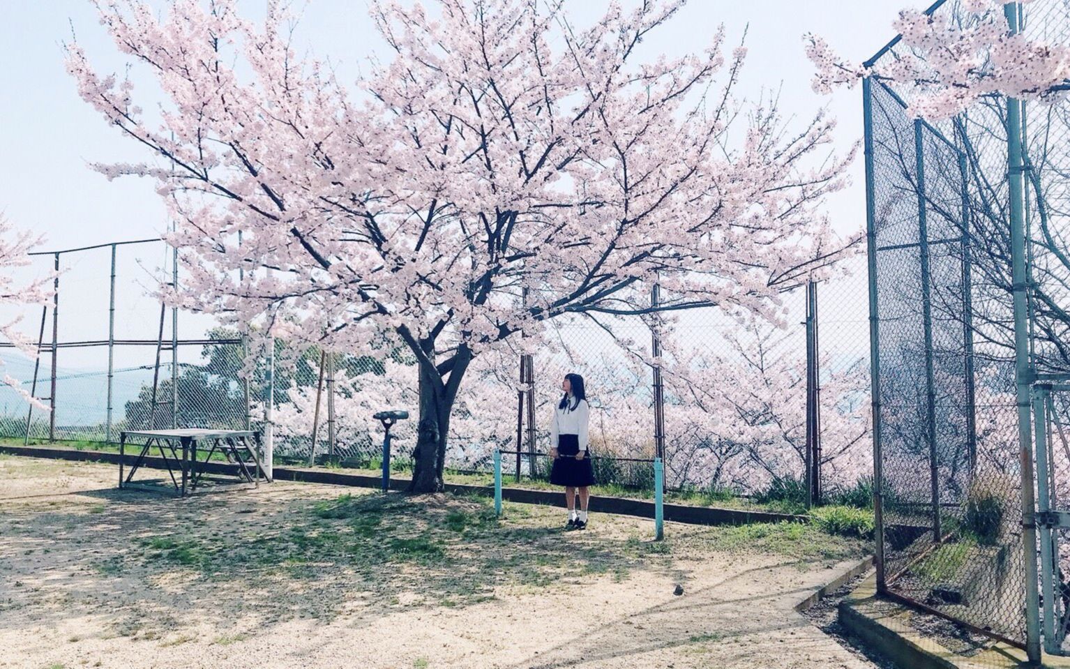 [图]【写真部】日本摄影师岩倉しおり摄影作品春季篇 | 樱花树下，花瓣随风簌簌飘落