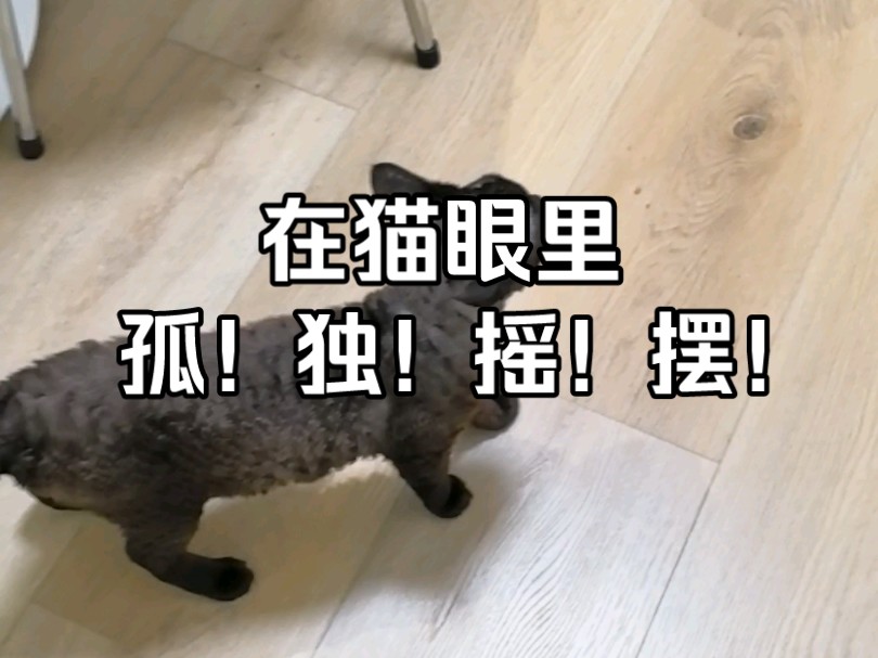 ♫在猫眼里孤独摇摆♫哔哩哔哩bilibili