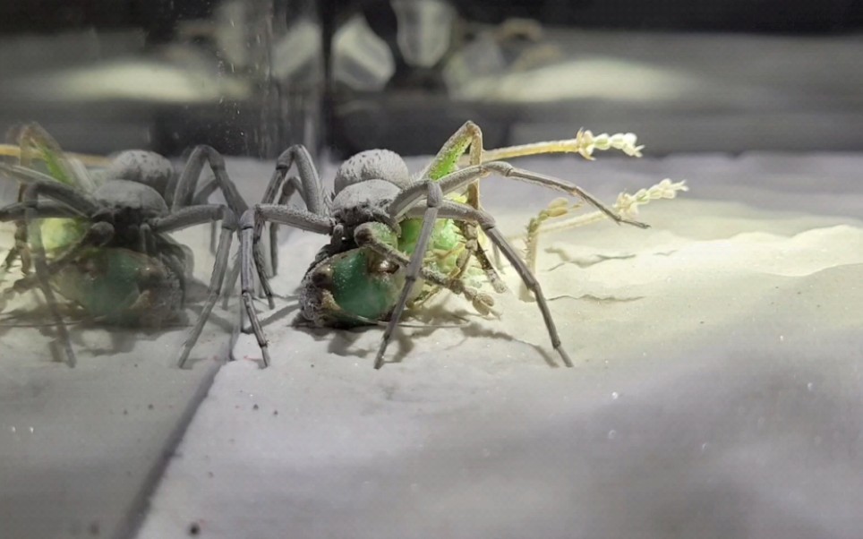 【六眼沙蛛】捕食【优雅蝈螽】