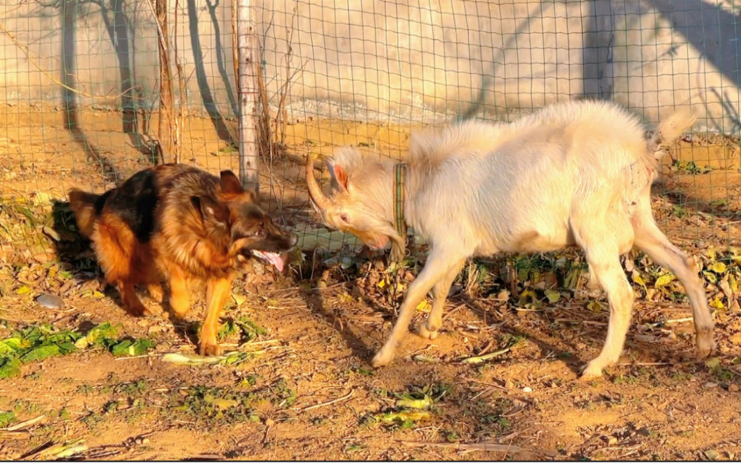 带狗子去钓鱼~别人家的牧羊犬是牧羊,这家伙竟然和羊干仗哔哩哔哩bilibili