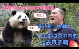 Tải video: 爷爷对花花无情吐槽：花花想上树？上切了你又下不来！上切爪子嘛