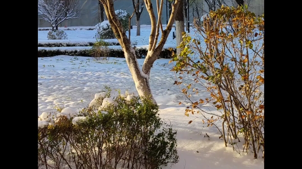 沈阳初雪后的早晨