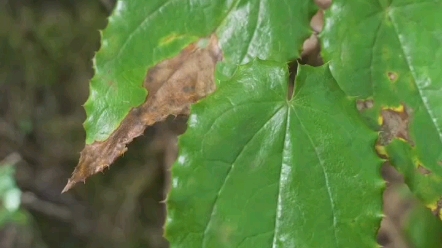 别名,三枝九叶草,小檗科植物,夏、秋季茎叶茂盛时采割,除去粗梗及杂质,晒干或阴干.有没有知道另一个名字的?哔哩哔哩bilibili