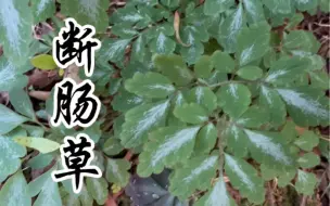 Télécharger la video: 地锦苗，又称断肠草，牛羊不食，你了解这种植物吗？