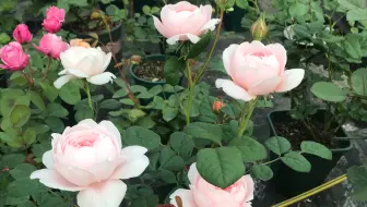 瑞典女王 茶花女月季复花啦 懒花 不存在的 第二波花正在进行中 哔哩哔哩 Bilibili