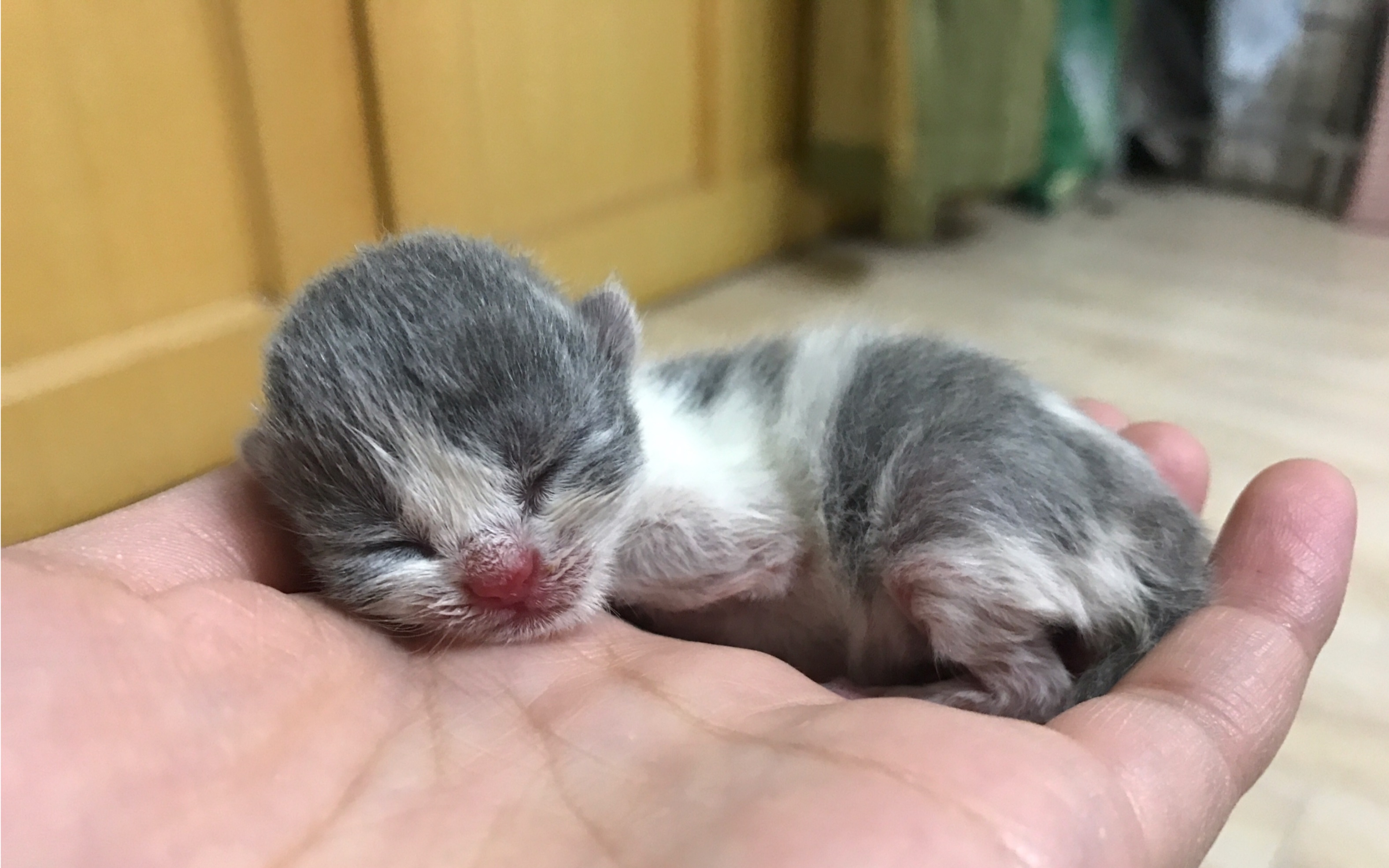 记录小奶猫成长的每一天～这是宝宝出生第二天