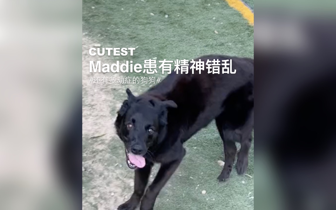 Maddie是一只出生就有精神错乱的狗狗,但我觉得其实是主人有精神错乱!哔哩哔哩bilibili