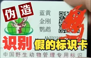 Download Video: 鹦鹉还未开放，假的标识卡就已经有了