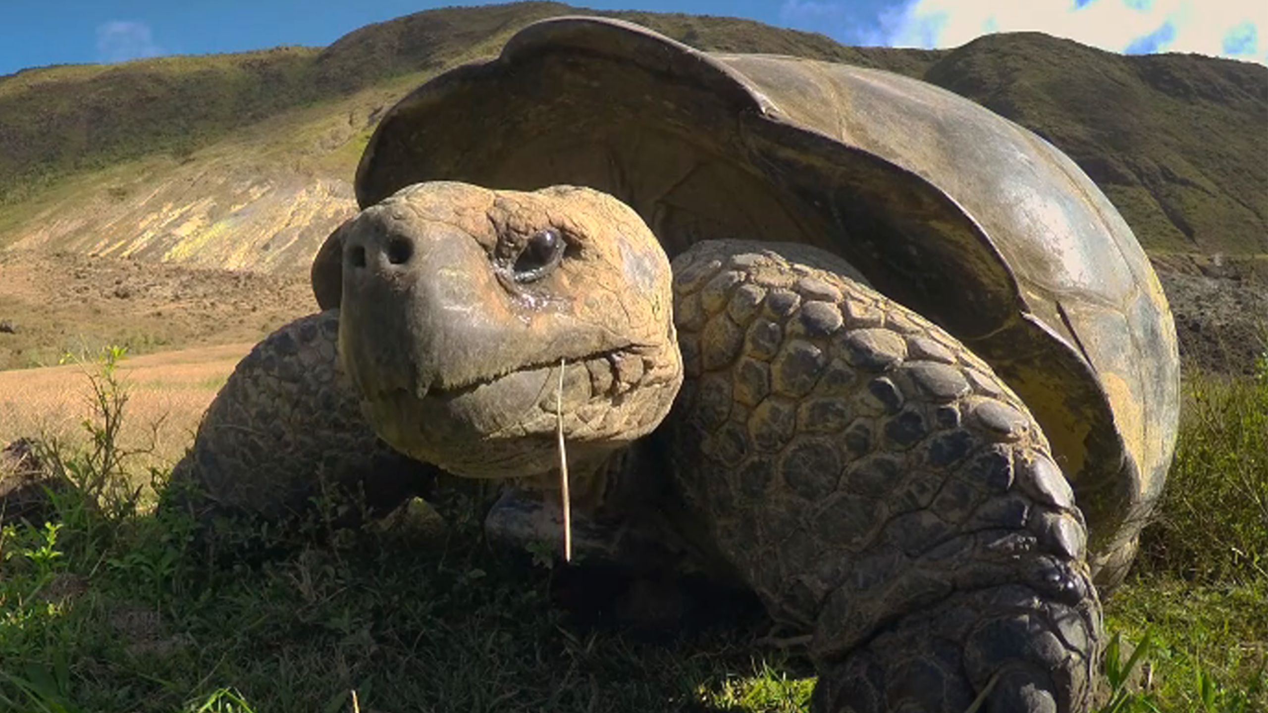 世界上最大的象龟，即便不吃不喝也能存活一年之久