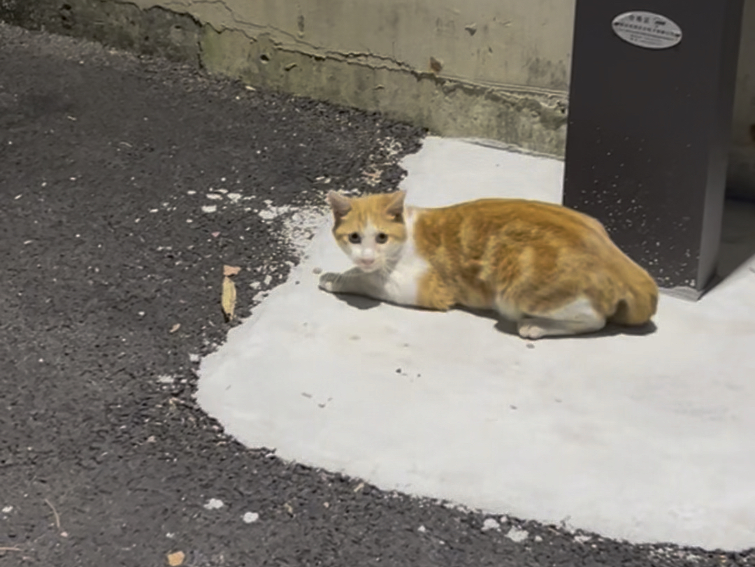 深圳ⷮŠ南头古城:今日猫猫不说话哔哩哔哩bilibili