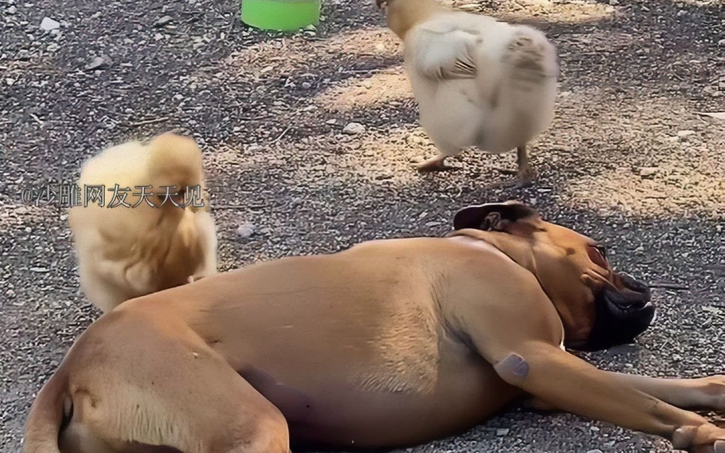 动物沙雕行为大赏:滑翔鸡?