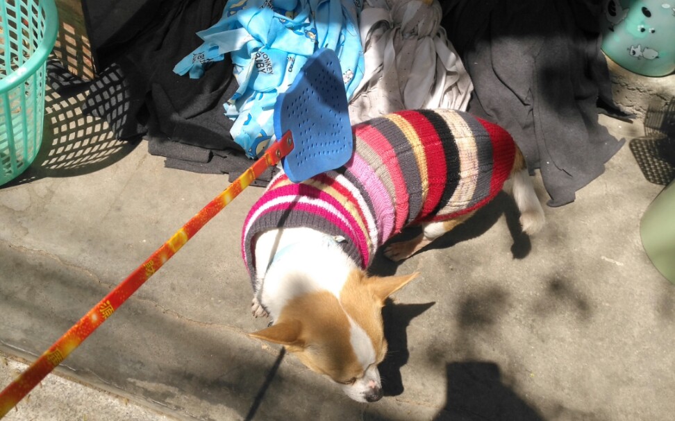 [小滑溜日记]滑溜的新衣(滑稽)