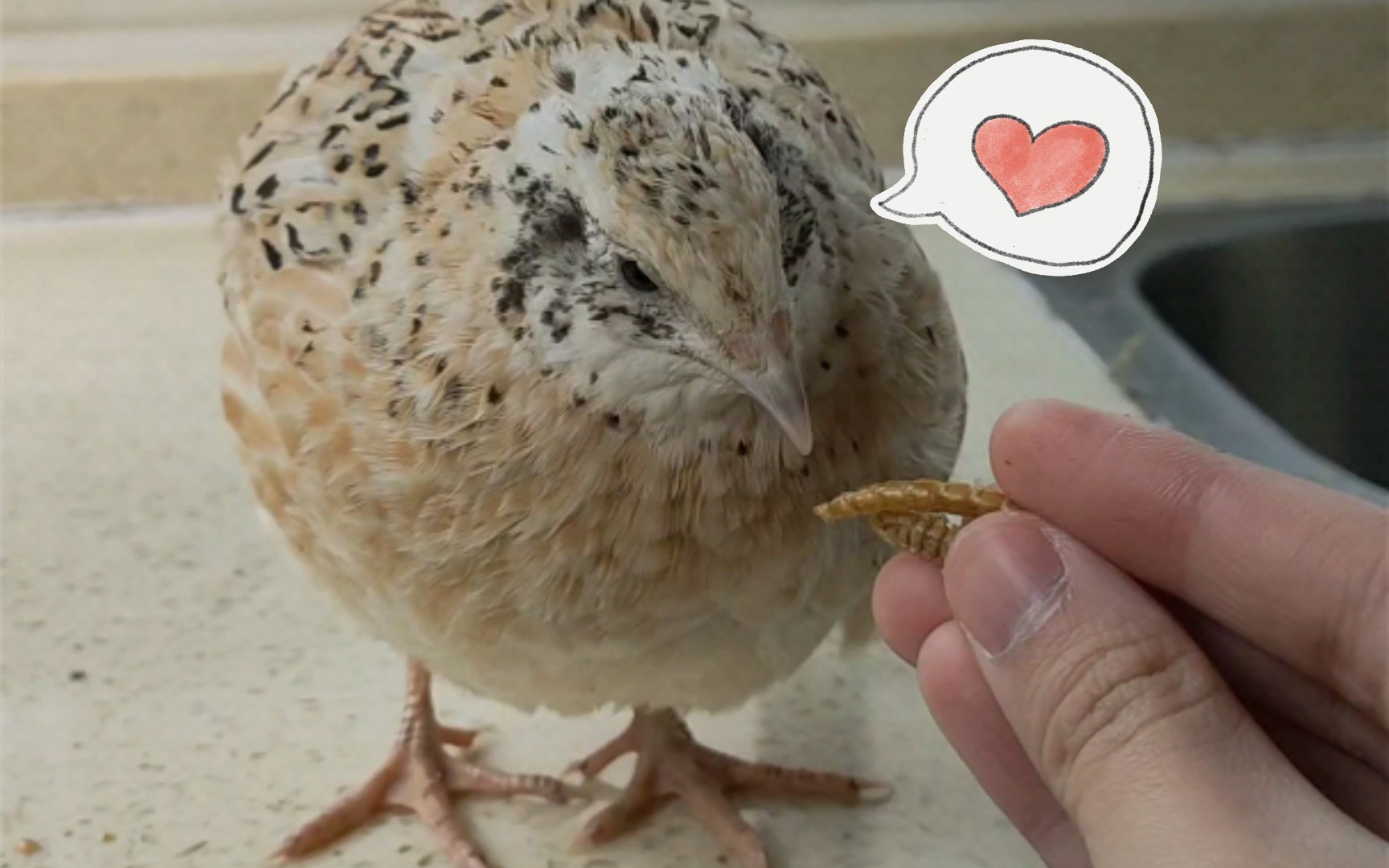 【莎维鹌鹑】点击投喂小胖鸡|吃着吃着掉下桌92_哔哩哔哩_bilibili