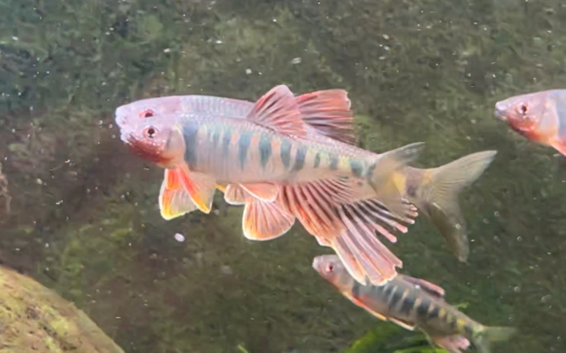 养长鳍鱲就是为了欣赏这一刻——斗鳍夸示