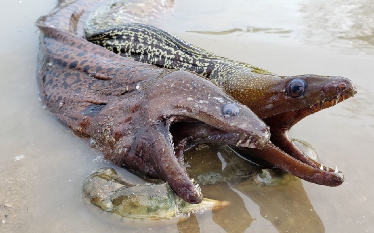 赶海水坑碰到一对凶猛海鳗王,全身豹纹比脚还大,嘴张开太吓人了
