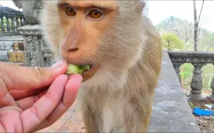 Скачать видео: 甜心莫卡用她的嘴从我的手中获取食物，她有如此美丽的脸