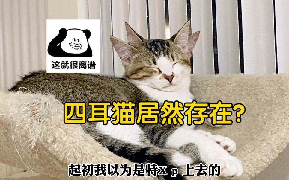 四耳猫居然存在!竟还是本土猫?哔哩哔哩bilibili