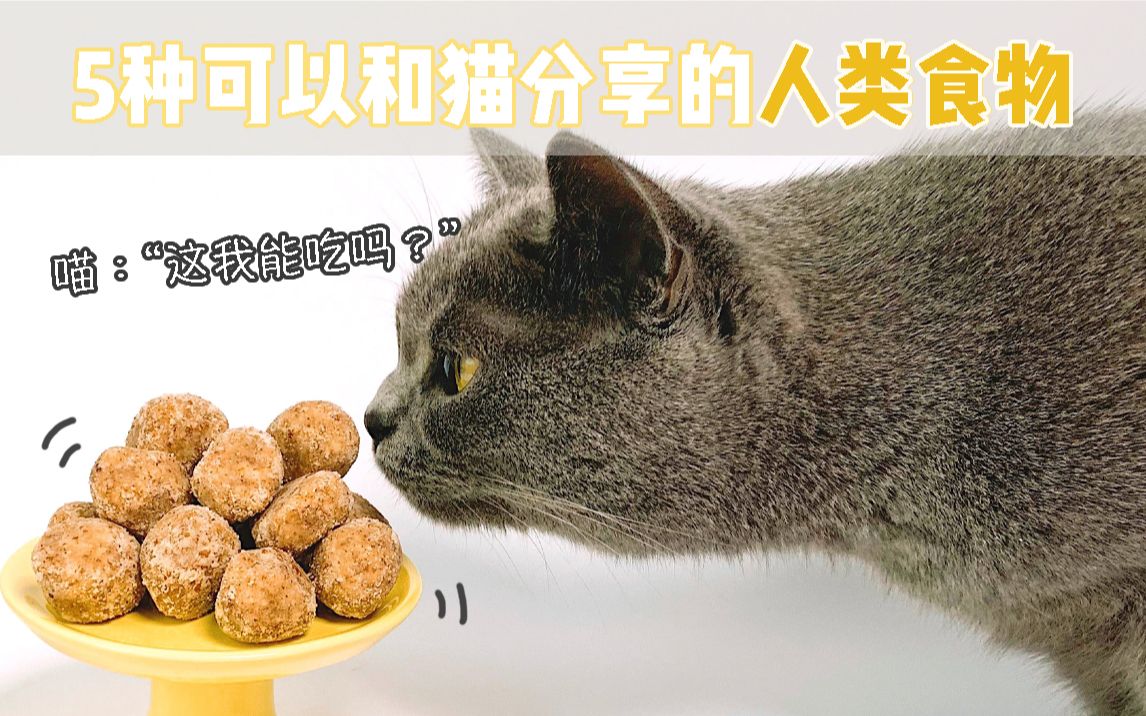 那些让猫沉迷的人类美食,猫真的都能吃吗?哔哩哔哩bilibili