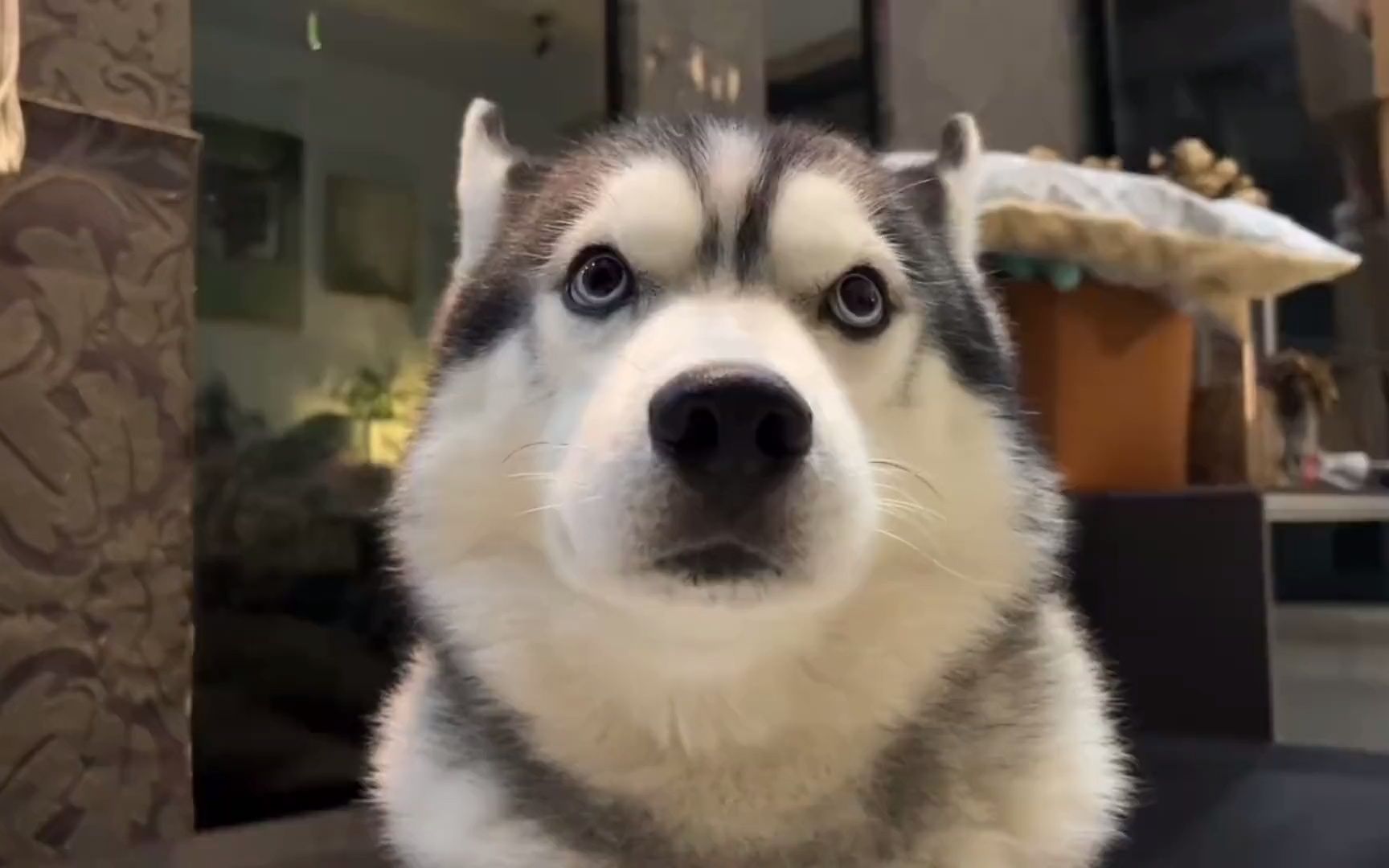 那些会玩滑板的狗,谁是天花板?