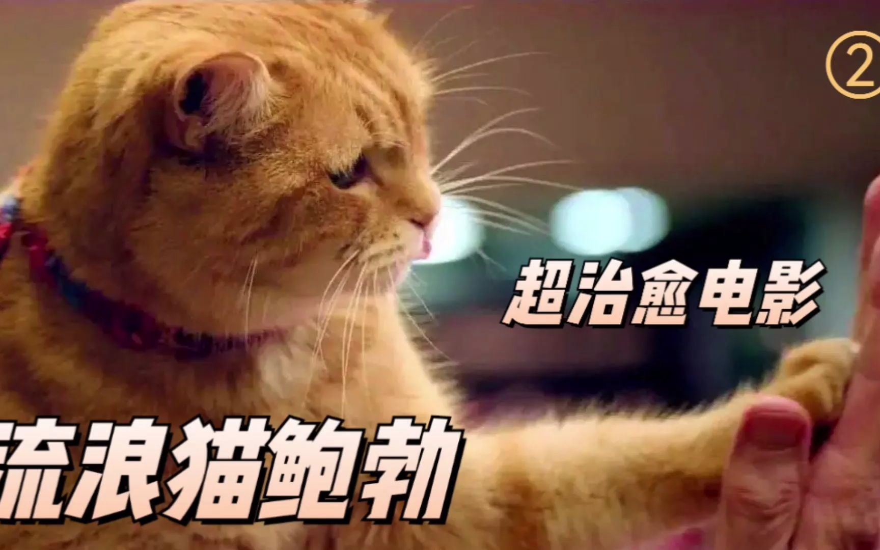 [图]流浪猫鲍勃：他救了一只猫，猫却改变了他的一生