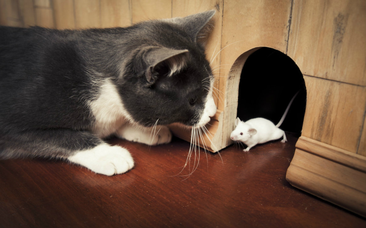 猫鼠上弦之月宽晓版猫鼠大战2p原著向剧情版已更新