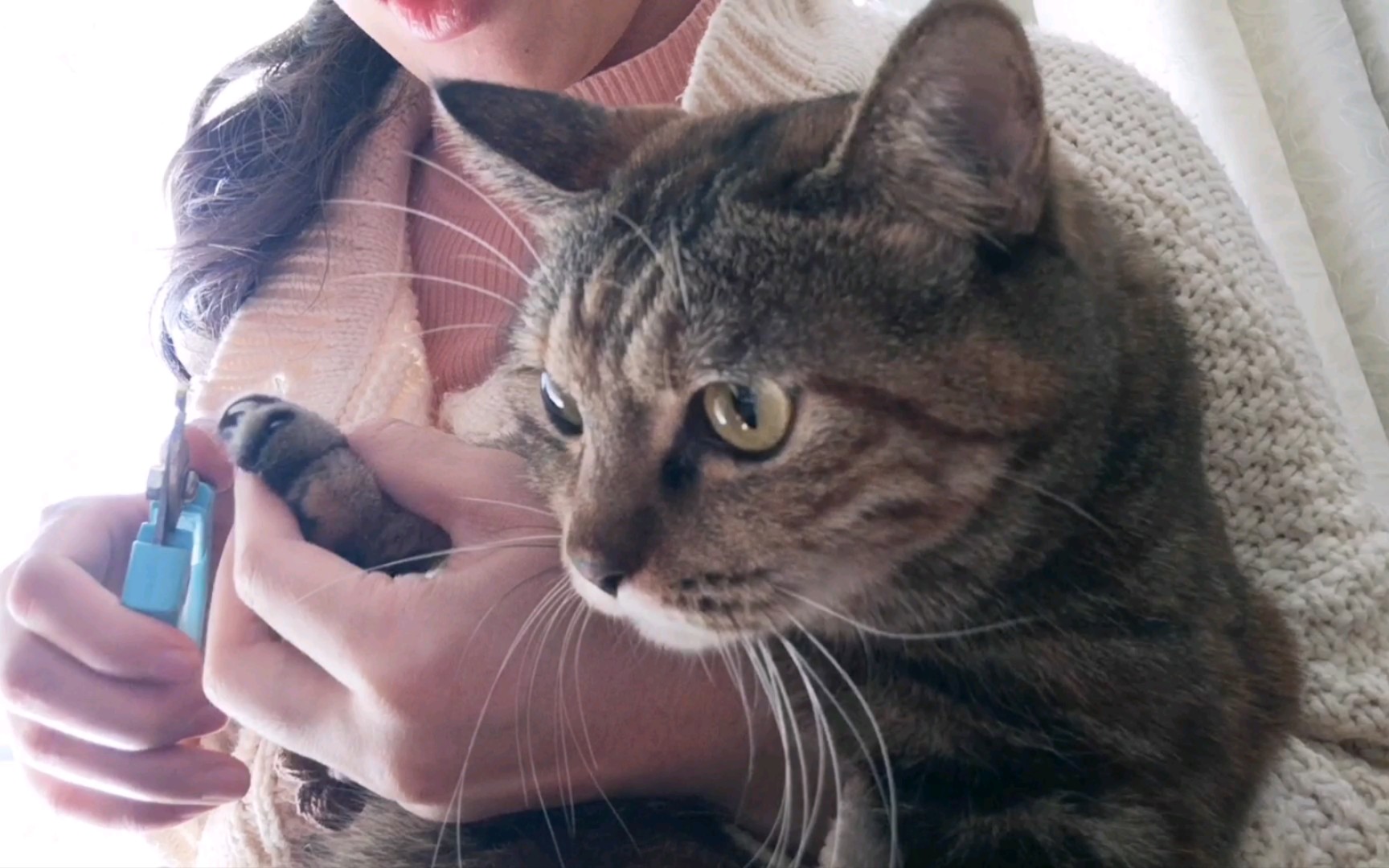 给全幼儿园最乖(野)巧(蛮)的狸花猫剪指甲