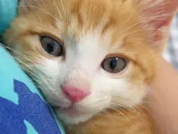 Скачать видео: 家人们 真的很推荐养橘猫！