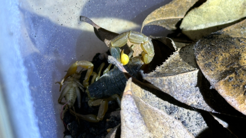 东亚钳蝎(buthus martensii),夜间活动吃蟋蟀挖洞.